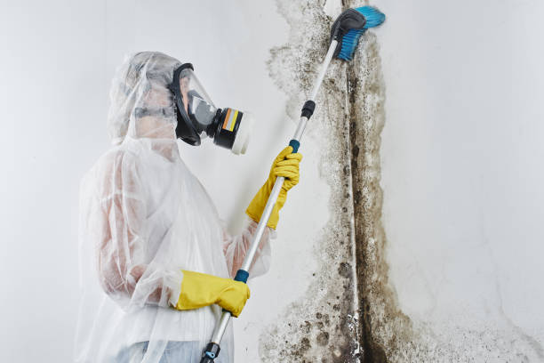 Best Industrial Mold Remediation  in North Mankato, MN